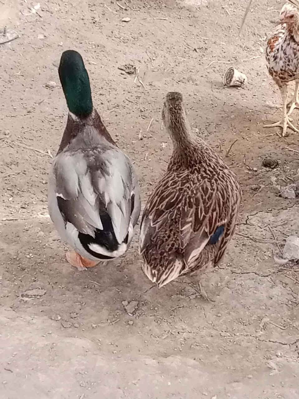 خضيريات • زوج • خاص