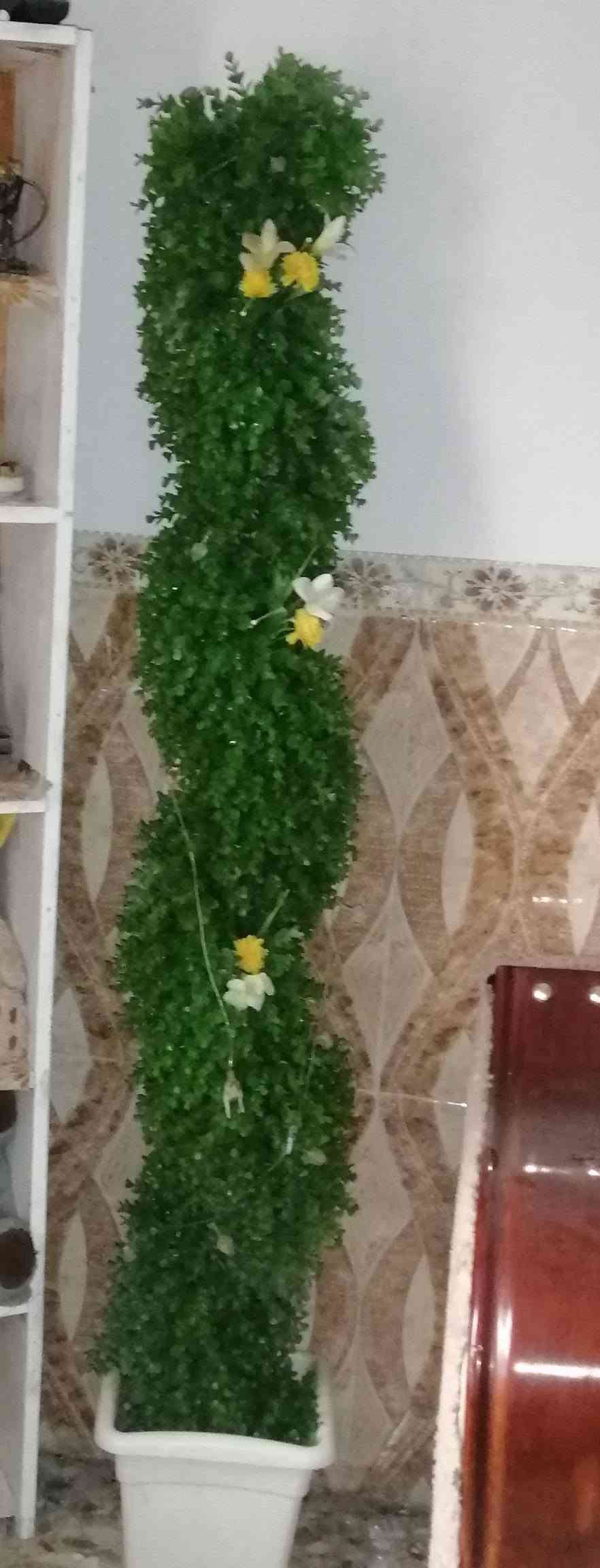 كلمن • حله