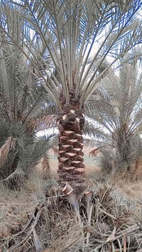 تنضيف • كادر كامل • داخل بغداد