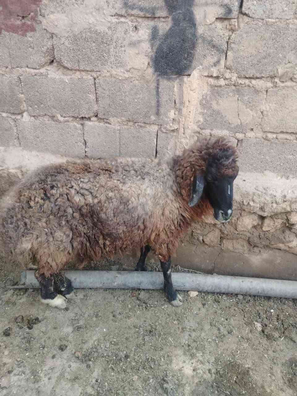 زوج نعاج • الانبار حديثه • فارغ