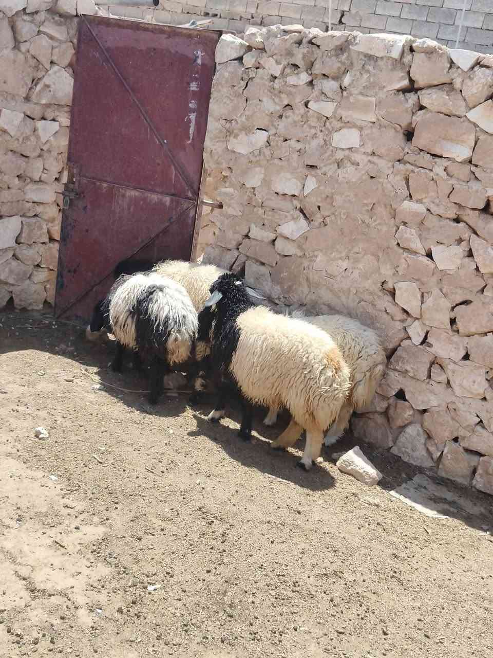 متاح ٤فطايم خشنه وسمن شرط نصاح حلوات من جنيه وين جنايه عل حلال نضيف حلوه درجه اوله فول مكفول سعر خاص مكان بروانه سنجك يوجد توصيل حسب لاتفاق ***********
