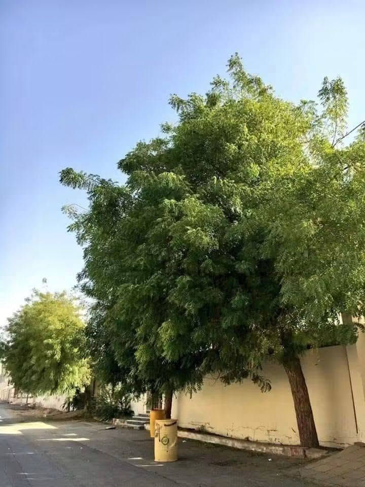 السلام عليكم ورحمة الله وبركاته 🌷
🌿 من مشتل أوركيد الخضراء نشارككم اليوم واحدة من أجمل الأشجار وأكثرها فائدة: شجرة النِّيم 💚

🌿 شجرة النِّيم… خضرة وجمال وفائدة بحديقة بيتك وبأرتفاع اقل المتر تقريبا بسعر 9 الف دينار 
وتعتبر من الأشجار المتحمله للظروف الجوية القاسيه و الطاردة لمختلف أنواع الحشرات
🚛 يتوفر لدينا خدمه توصيل لجميع محافظات العراق 

🏡العنوان بابل /المحاويل 
 🌸 للحجز والاستفسار يرجى مراسله الصفحه
📞واتساب ***********

نص مكتوب في الصور:
- شجرة النيم الإدارة العامة للصيدلة إدارة النباتات الطبية والعطرية وزارة الصحة - ولاية الخرطوم هي شجرة واسعة الأوراق يمكن أن يصل ارتفاعها إلى ٣٠ متر، يستخدم كل من اللحاء والأوراق والبذور وأحياناً يتم استخدام الجذر والزهرة والفاكهة أيضاً الاستخدامات الطبية: له خصائص مضادة للإلتهابات وخافض للحرارة كما لها تأثير طارد للديدان الاستخدامات غير المؤكدة: يستخدم في الأمراض الإلتهابية والحمى (بما في ذلك الملاريا على الرغم من أنها غير مؤكدة ). تُستخدم لإصابة بالديدان ، وعسر الهضم . تفاعل الأدوية: قد يقلل من مستويات الجلوكوز في الدم وبالتالي يجب استخدامه بحذر في مرضى السكري المعتمدون على الأنسولين أو المرضى الذين يتناولون الأدوية المضادة لفرط سكر الدم عن طريق الفم الجرعة: ١-٣ جرام من بدرة الأوراق المجففة ٢-٤ جرام من بدرة لحاء الأوراق مع تحيات إدارة النباتات الطبية والعطرية - الإدارة العامة للصيدلة وزارة الصحة ولاية الخرطوم