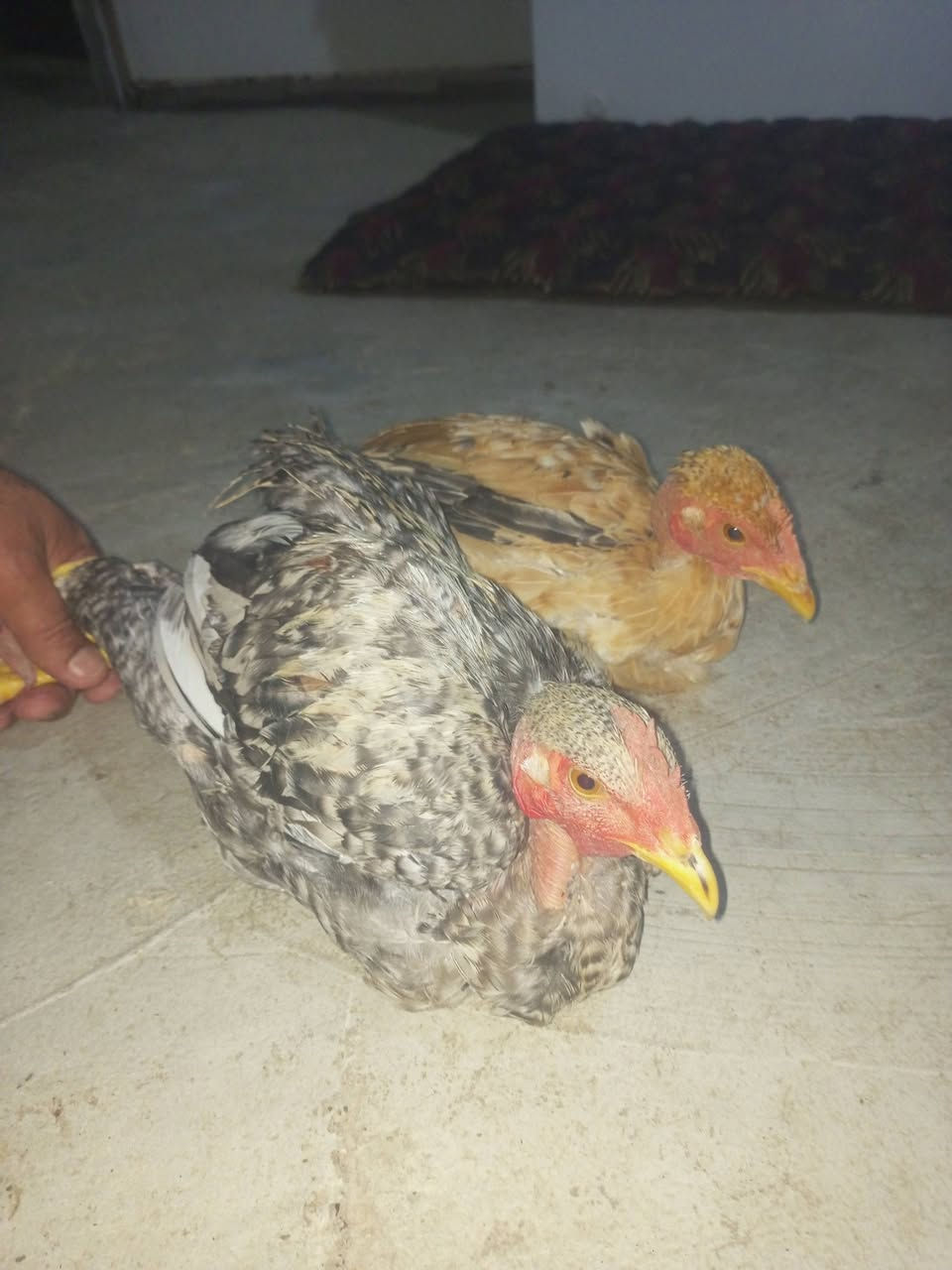 جوز ديج وفروج • أصلي • نظيف جناي