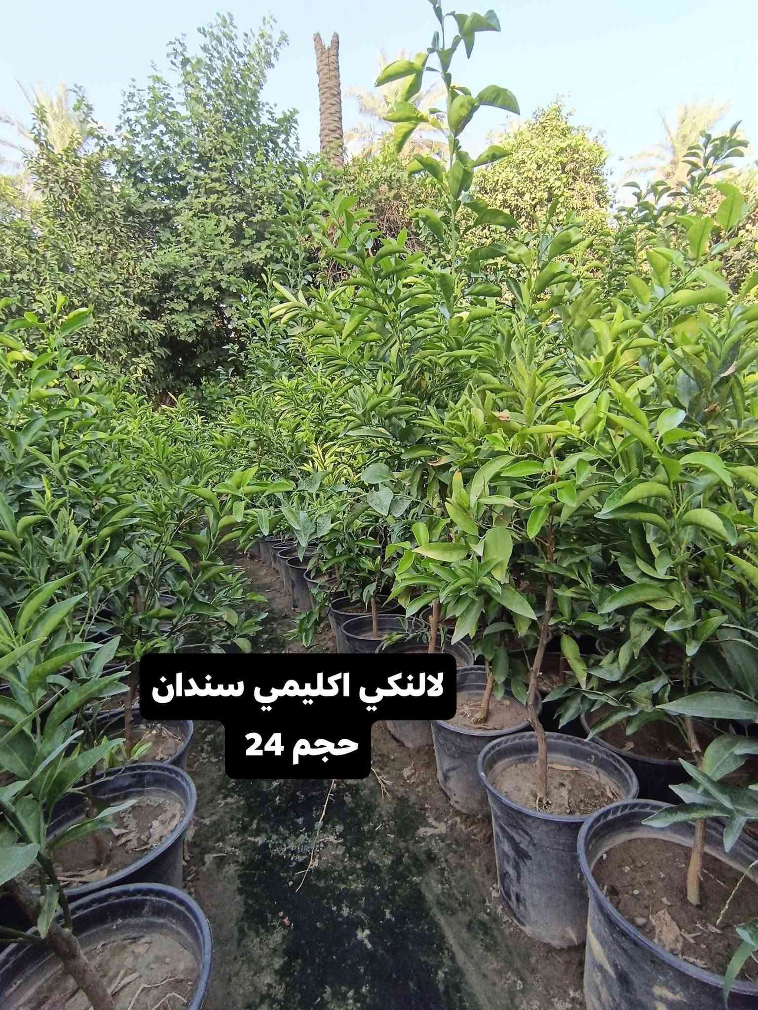 حمضيات • برتقال سندان • نارنج كيس