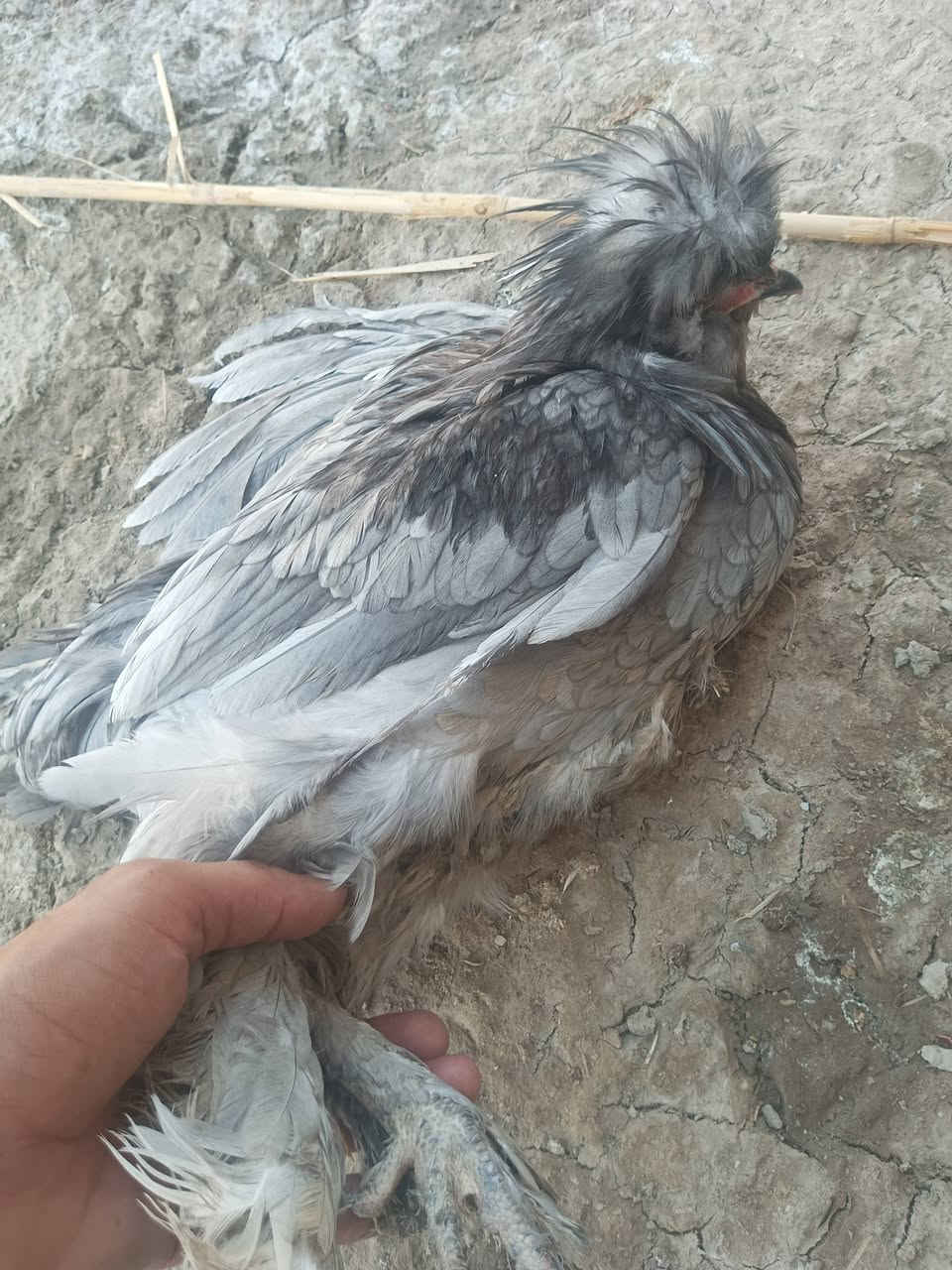 يا الله يتوفر دجاج سلطاني وجبه على بياض دجاج حلوه نضيف زينه حدايق 10زواج تيله وكلاش ضخام سعر زواج 50الف شراي تصل ***********
