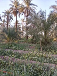 بستان • طريق شريفه بنت الحسن • ٤ ونص