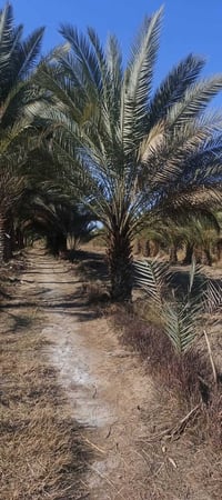 أرض زراعية • دونم ونص • كربلاء طويريج