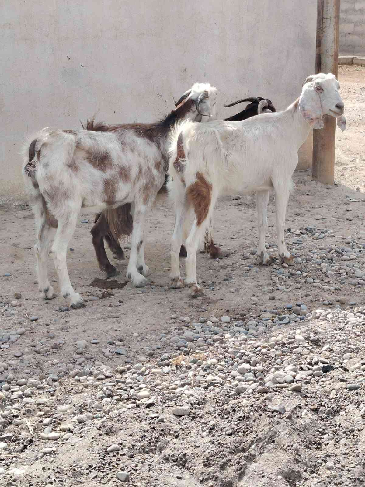 معز • ٤ حبات • الشرقاط