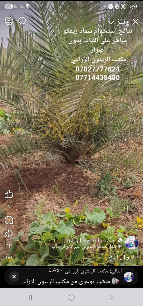 🌿 **سماد ريفكو Reefco العضوي  — متوفر الآن في مكتب الزيتون الزراعي** 🌿

🔥 الموسم الزراعي على الأبواب... جهّز أرضك بأفضل سماد! 🔥

✅ **سماد ريفكو** سماد عضوي  من مخلفات الدجاج
✅ معالج حرارياً ومبستر بالكامل — خالٍ من بذور الأدغال والفطريات والبكتيريا
✅ غني بالمادة العضوية وعناصر التسميد الأساسية NPK
✅ صديق للتربة ويساعد على تحسين خواصها ونمو الجذور
✅ يزيد الإنتاجية ويحسّن جودة المحاصيل
✅ منتج وفق أحدث المعايير العالمية بتقنية المانية 

🌱 مناسب لجميع المحاصيل: الخضروات، البستنة، الحدائق، والمحاصيل الحقلية الحنطة والشعير وإضافة التربة قبل الزراعة وبعد الزراعة أيضا. 

📞 للحجز والاستفسار والتوصيل:
مكتب الزيتون الزراعي بإدارة المهندس **جمال السامرائي**
📱 *********** 
📱 *********** 

📍 فروعنا:
🟢 الصويرة
🟢 الزبيدية
🟢 النعمانية

💯 الجودة الأولى والسعر المضمون — كميات محدودة، اطلب قبل نفاد الكمية!

#سماد_ريفكو #مكتب_الزيتون_الزراعي #السماد_العضوي #الموسم_الزراعي #الصويرة #الزبيدية #النعمانية

نص مكتوب في الصور:
- السعر ٥٠٠٠
- ريلز
- نتائج استخدام سماد ريفكو
- مباشر على النبات بدون أضرار
- مكتب الزيتون الزراعي
- ***********
- ***********
- هذا المقطع الصوتي غير متوفر حاليا
- نتائج ا... المزيد
- التالي: مكتب الزيتون الزراعي . 0:45
- منشور توعوى من مكتب الزيتون الزرا...
- مباشر على النبات بدون
- أضرار
- مكتب الزيتون. الزراعي
- هذا المقطع الصوتي غير متوفر حالياً
- نتائج استخدام سماد ريفكو مباشر على النبات بدون أضرار
- ٤
- ١٤
- التالي: مكتب الزيتون الزراعي 0:45
- 0782777624
- التالي: مكتب الزيتون الزراعي - 0:45