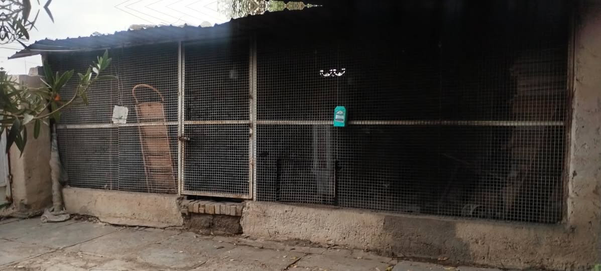 سلام عليكم
متاح حديد وجينكو
الجينكو ٦ متر عدد ٧ الثقيل
حديد شخاط حوالي ٦ الثقيل
حديد مربع ثقيل حوالي ٧ او ٨
بي ارسي الثقيل حوالي ٨ او ١٠
الشراي يجي يشوف بعينه
*********** واتساب
