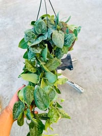 نباتات منزلية • هولندية • كلار