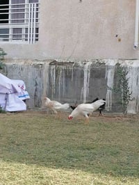 فراريج عرب • ٥ أشهر • العدد ١٢
