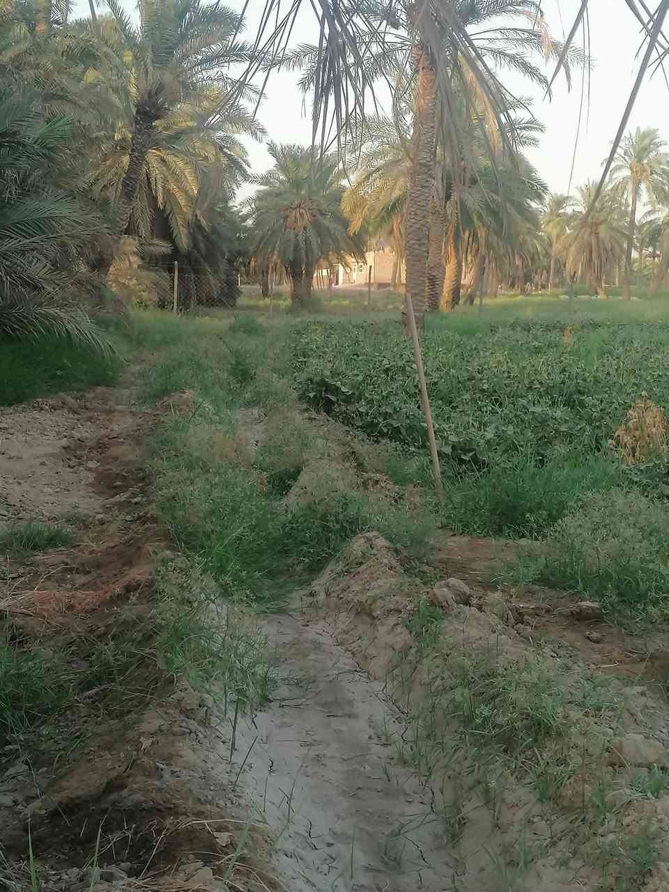 ارض زراعية للبيع عله طريق السنيه الدوانيه مدخل السنيه اول جسر وطب بل فرع التبليط ملأت الساده الرحمن وجهيته ع التبليط الفرعي ٤٥ متر ركن صاير شارعين عليه  جنس الاعقار بستان طابو نخل حمال بأنواعه كهرباء وماي اساله وماطور ماي ع الشط إله بس شخص واحد *********** مروس عادي ***********

