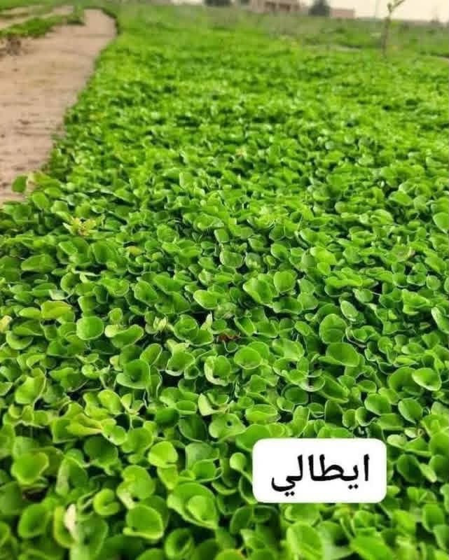 باسعار ثيل ديالى الطبيعي 🏡
أهلاً بكم في مجموعه مزارع ديالى لثيل الهندي الطبيعي 🌿🌱
 نقدم لكم افضل انوع الثيل الطبيعي عالي الجوده يتحمل كافه الضروف البيئية.🌦️🌞
دائم الخضرة🌿🌳 وباسعار تنافسيه وعروض مميزة ☘️❤️
#مستعدون لتجهيز وفرش الحدائق🏡 ودوائر الدولة🏡والمنازل🏡🏡
و تجهيز الملاعب🏟️ والمنتزهات بانسب الاسعار مع ضمان الجودة العالية في العمل👷👷

مع خدمة التوصيل خلال24ساعه🚛🚛  
الاسعار 💵💸 تختلف حسب الكمية 
للاستفسار الاتصال على : 
او التواصل مع الصفحه عن طريق ارسال رسالة على الوتساب او الاتصال📞‏***********
