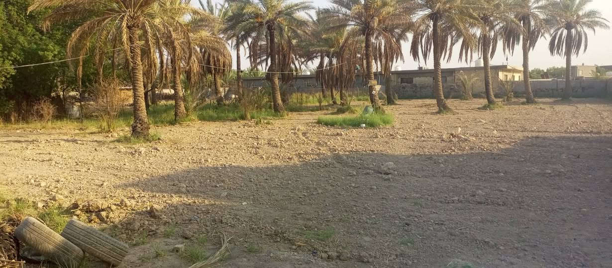 السلام عليكم 
دونم للبيع طابو زراعي ينباع نصف أو كامل 
يحتوي على حمضيات مع نخيل حمال 

لتواصل ***********
