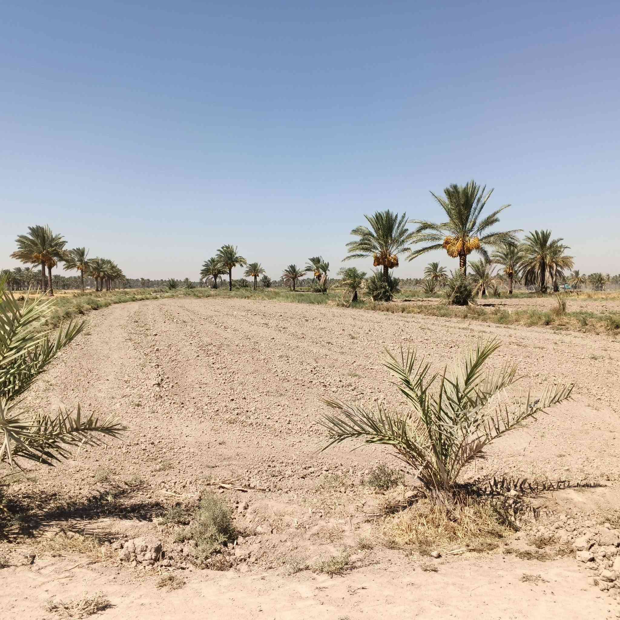 السلام عليكم اخوان دونم للبيع طابو زراعي سند 25 مكان حلو ومرتب قريب على الشارع العام الوجهه على البزل الرئيسي العنوان حله شارع العلويه شريفه بنت الحسن الربط شارع طويرج شارع الزوار الاستفسار ***********
