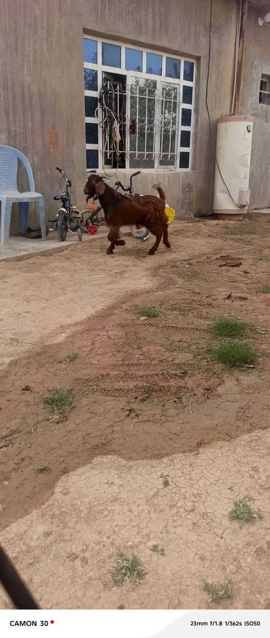 عنز • للبيع • واتساب