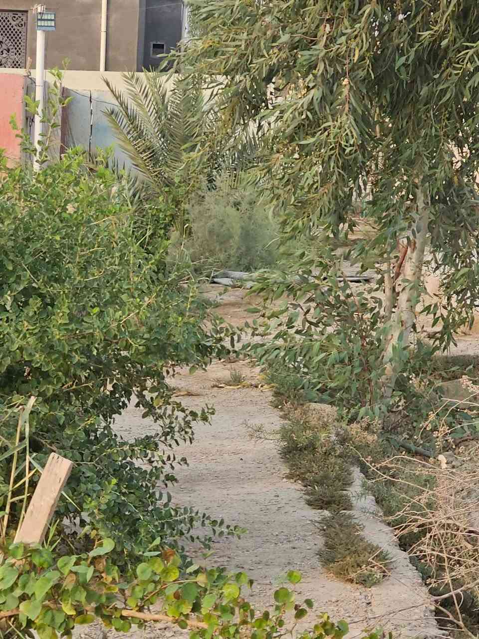 السلام عليكم ورحمة الله وبركاته
معروض لدينا مزرعه للبيع  الخميسات حي الزهور نزلة  بيت سيد محمد الغرابي. او مجمع السجاد. 

مزرعه ركن للبيع المساحه ثلاث دونم ونص مسيجه بناء بلوك ومع شريط بلاجكتور حول سيج المزرعه كماء يوجد دار 🏠 جاهز للسكن من الماء والكهرباء والمجاري منطقه سكنيه أمنه.  يوجد مدرستين قرب المزرعه.  يوجد اكثر ٤٥ نخله وفسيل.  بأنواع متعدد  منها المكتوم والبلكه. والكنطار والبريم.   وخظراوي.   وووو.     

يجود مولد امبيريه للمزرعه. 

المزرعه  تبعد عن الشارع الرئيسي ٣٥٠ متر. 

للاستفسار الاتصال ع الرقم. ***********

او مراجعة مكتب المدار الذهبي للعقار. حي الشهداء شارع جامعة العين
