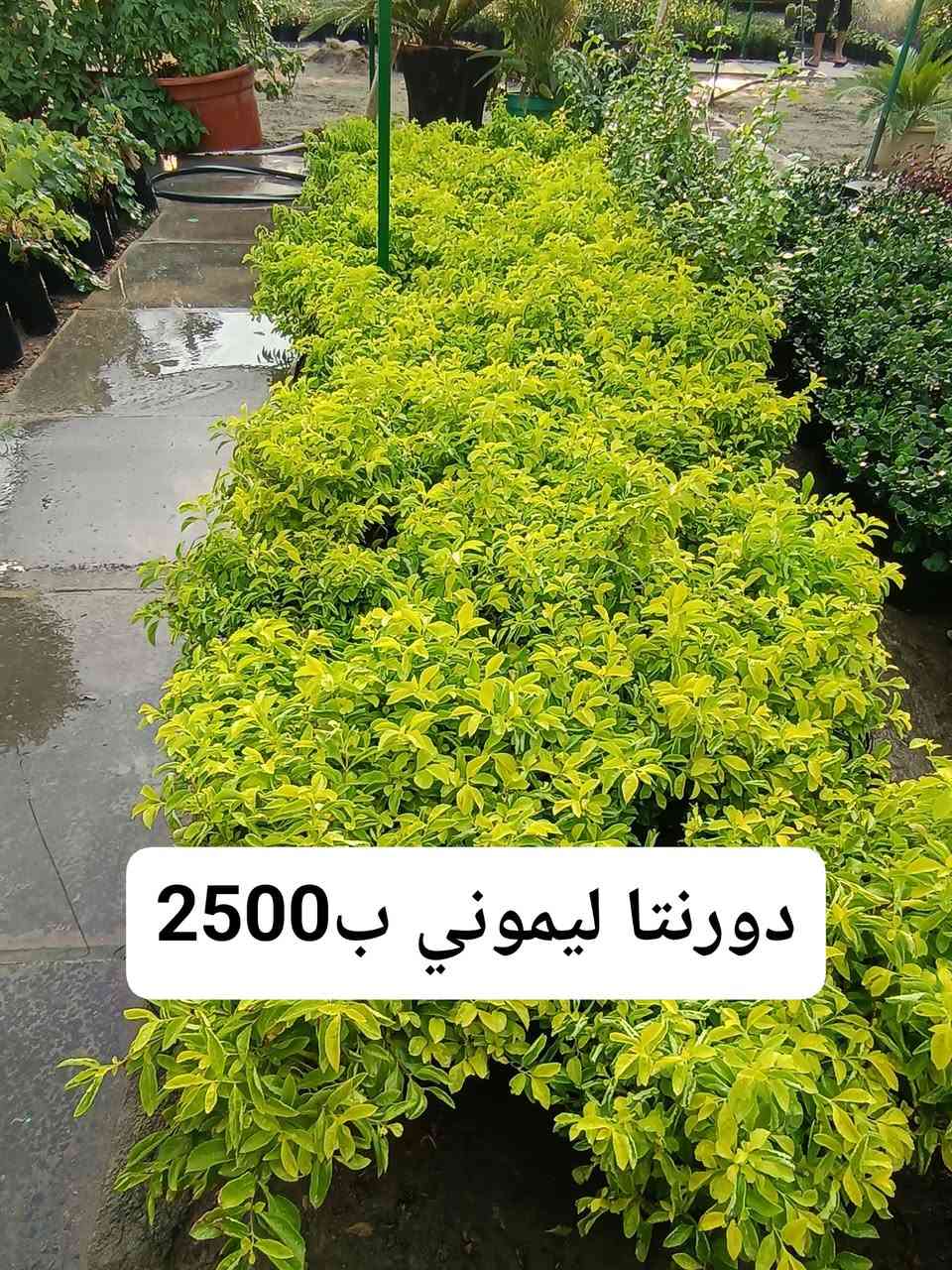 السلام عليكم    
صور  جزء من النباتات المتوفره في مشتلنا
الاسم والسعر داخل الصور
العنوان  الديوانية  قضاء الدغارة  الحي العسكري
الاتصال ***********  // ***********

نص مكتوب في الصور:
- عين البزون ب 1000
- 1000 ب جعفري
- لمينا ب 2000
- دورنتا ليموني ب2500
- كاريزيا عطريا ب2000