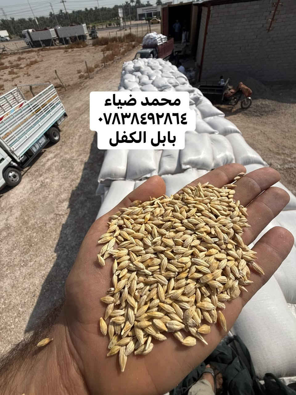 شعير روسي • بذور درجة أولى • ٥٠ كغم