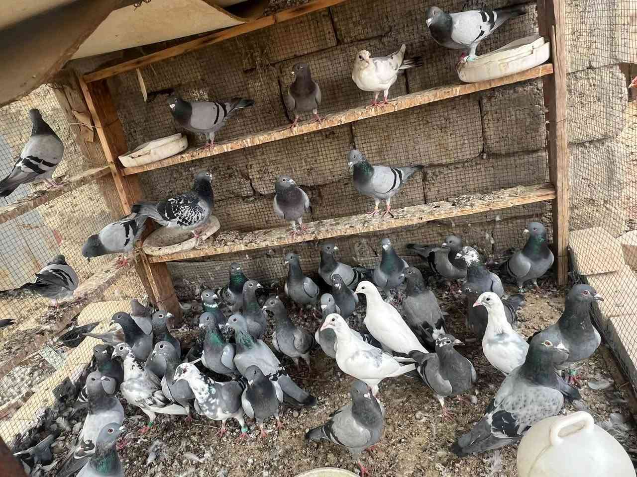حمام زواجل • فرخات • واتساب