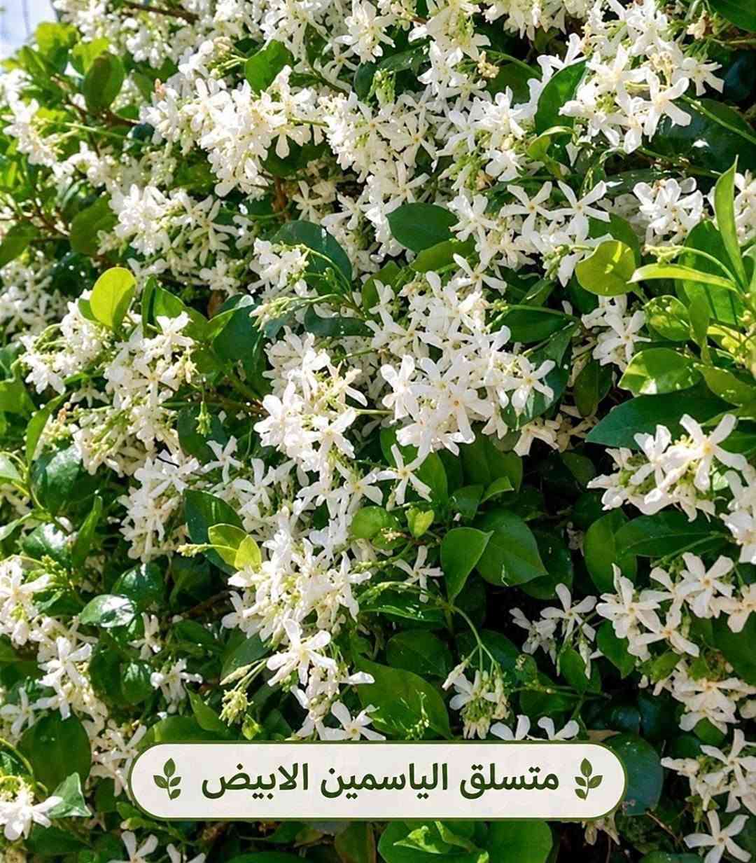 متسلقات • متنوعة • توصيل لكل المحافظات