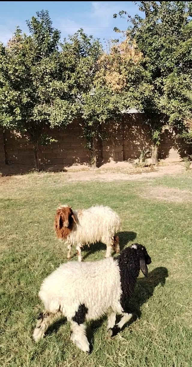 طليان 2 • افحله • التاجي