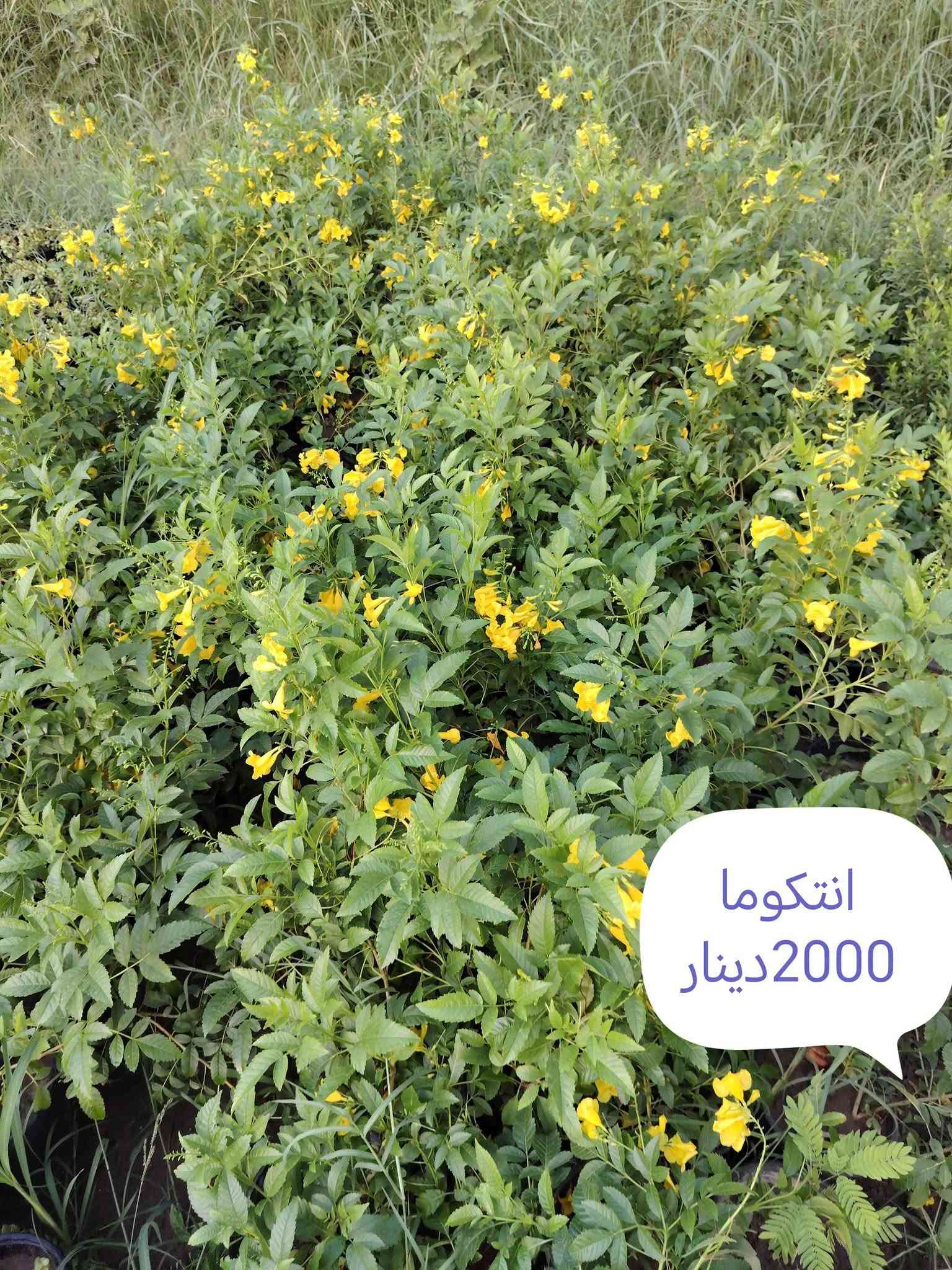 بخور • توصيل • زيتون اسباني