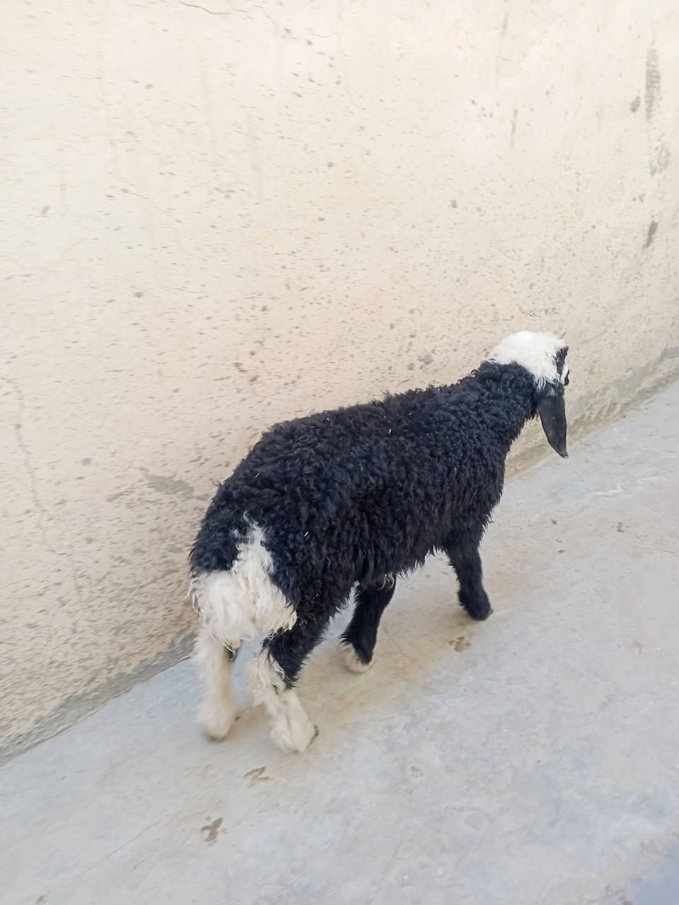 يوجد فطيمه البيع المكان بيجي حي العصري رقم الهاتف ***********
