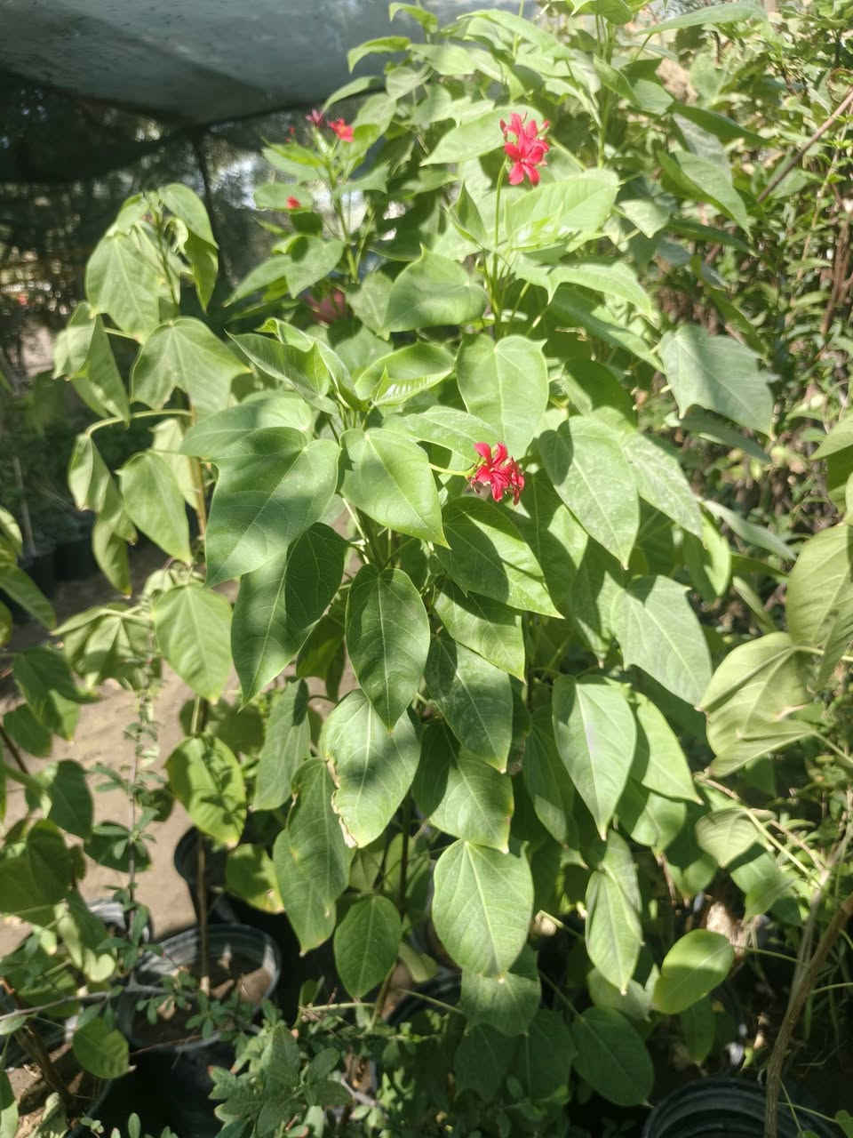 🌼 مشتل الربيع 🌼
                        🌺***********🌺
                        🌺‏‪***********‬‏🌺

يعلن مشتل الربيع عن توفير شجرة الجدروفا 🌹🌹

1//🌺 أزهارها حمراء
2// 🌳 تُزرع للزينة، وتحب الجو العراقية  الدافئ والشمس

مشتل الربيع طريق #الديوانية #دغارة بعد معمل الطابوق من جهه اليسار على جهه المعمل 

للاستفسار متواجدين على فيسبوك او الاتصال على الأرقام التالية 

مشتل الربيع بإدارة   ناظم الجبوري ابو احمد 

ابو احمد *********** 
ابو احمد ‏‪***********‬‏
 سجاد ***********  سجاد ناظم 

ّ يوجد خدمة توصيل داخل محافظة الديوانية فقط
