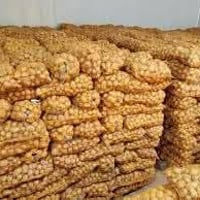 بذور بطاطا • بورين • رودولف حمراء