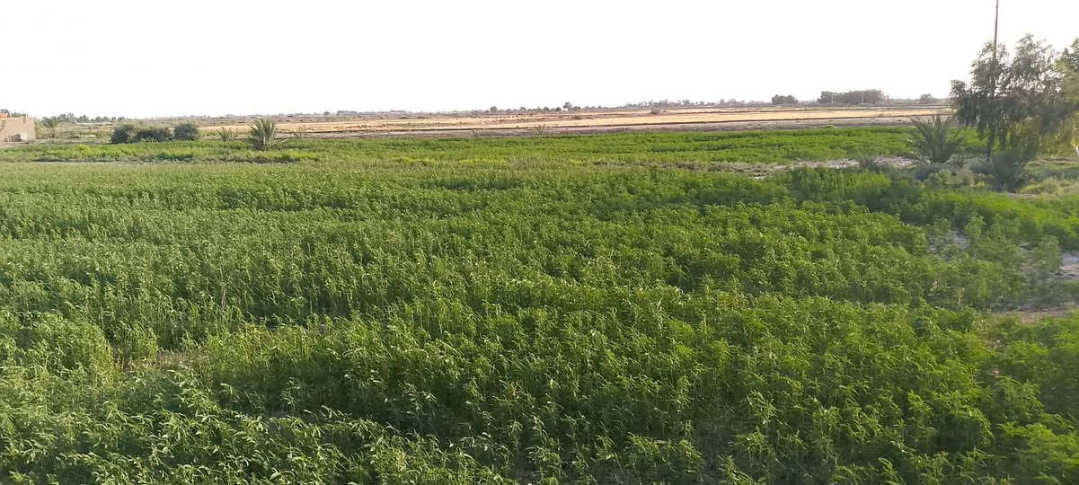 أرض زراعية للبيع – 60 دونم
بسم الله الرحمن الرحيم 🌿
📍 أرض زراعية للبيع – صوب بني ركاب
📐 المساحة: 60 دونم
🛣️ طبك على شارع التبليط
💧 ماء متوفر شتاءً وصيفاً
🌱 أغلب الأرض چتف وصالحة للزراعة
📍 قرب مدرسة المنصورة وعلى طريق المريبيع
✅ كافة الخدمات متوفرة
🏫 مدارس قريبة
⚡ كهرباء
📡 برج إنترنت
🏠 بيت ومحاصير
🌴 نخل مثمر
📌 تجي وتشوف بعينك
📞 للاستفسار والاتصال:
***********
