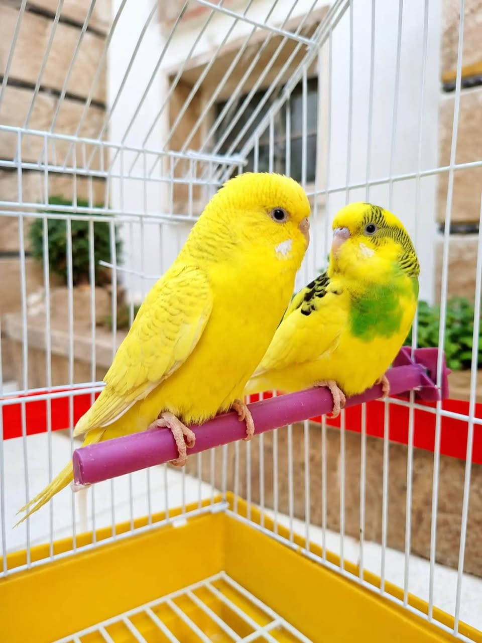 توفر ترتيب هدايه پأشكال محتلفه  معه طيور لحب وبأنسب الأسعار ***********✨✨💕
