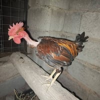 اركيلة • شهربان