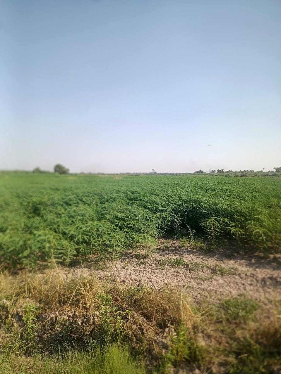 سيسبان للضمان ٢٠دونم ***********
