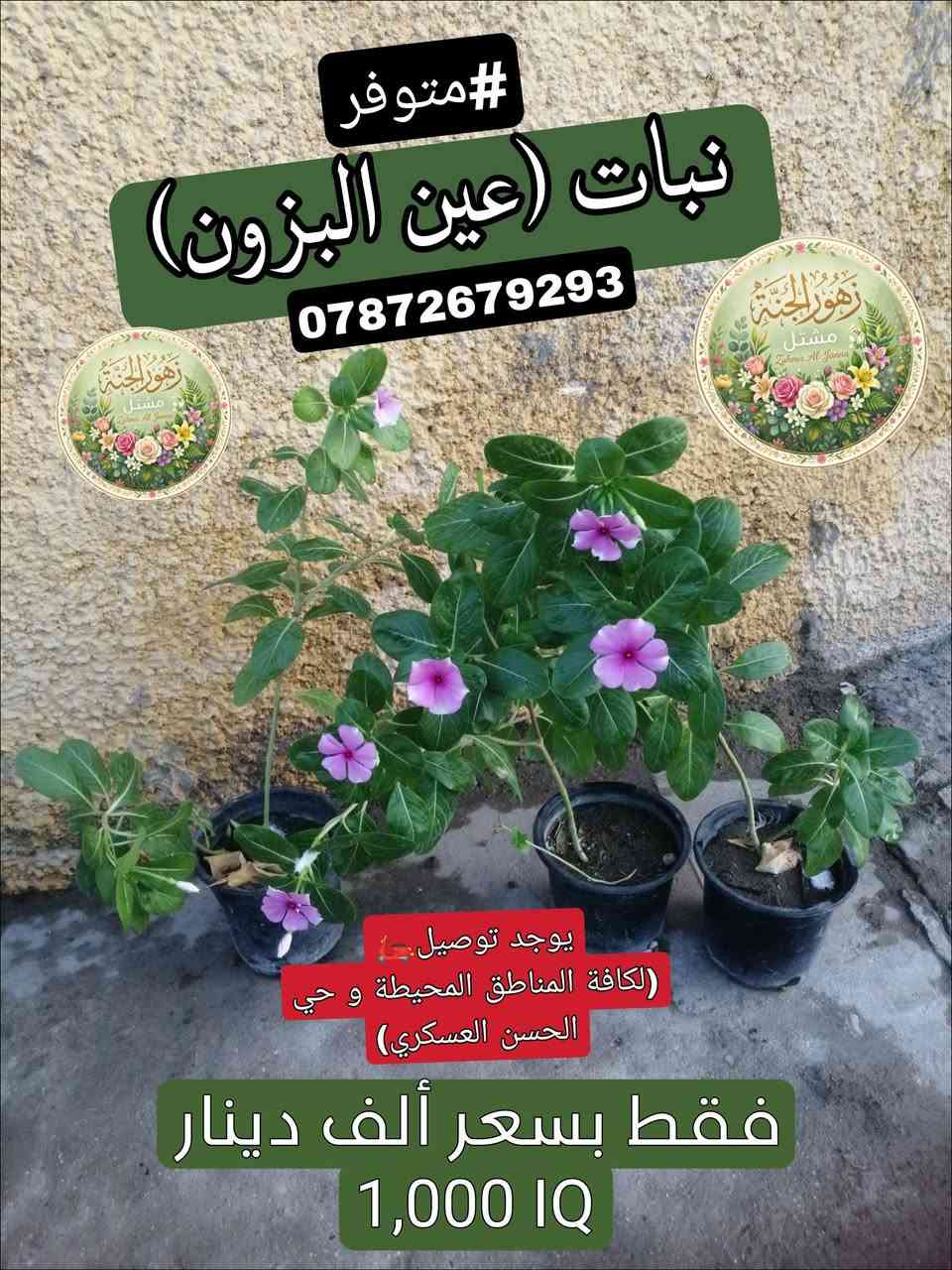 تتوفر مجموعة من النباتات الجميلة عند مشتل زهور الجنة، شوفو الجمال😍.
‏
‏*********** واتساب :يتوفر توصيل لمنطقة حي الحسن العسكري و المناطق المجاورة لها.
‏
‏عنوانة: بغداد - التاجي - حي الحسن العسكري - دور الضباط - شارع عصام الحلاق و أبو حسن الجبوري.
‏
‏يا أهلاً و سهلاً تنورونة بجيتكم❤️🙏🏻.
‏

نص مكتوب في الصور:
- متوفر#
- نبات (دمعة الطفل)
- ***********
- يوجد توصيل 🚗
- (لكافة المناطق المحيطة و حي
- الحسن العسكري)
- فقط بسعر ألف دينار
- 1,000 IQ
- متوفر #
- نبات (عين البزون)
- #متوفر نبات (المحكلة) *********** يوجد توصيل (لكافة المناطق المحيطة و حي الحسن العسكري) فقط بسعر ألف دينار 1,000 IQ
- #متوفر نبات (دم العاشق) فقط بسعر ألف دينار 1,000 IQ
- متوفر نبات (السجاد) *********** يوجد توصيل (لكافة المناطق المحيطة و حي الحسن العسكري) فقط بسعر ألف دينار 1,000 IQD
- متوفر
- نبات (دم العاشق [الكويتي])
- يوجد توصيل (لكافة المناطق المحيطة و حي الحسن العسكري)
- 1,000 IQD
- مشتل زهور الجنة
- Zuhour Al-Janna
- نبات (ورد الصباح) [لون أزبري]
- #متوفر
- نبات (بتونيا الصحراء)
- [تزهير لون بنفسجي]