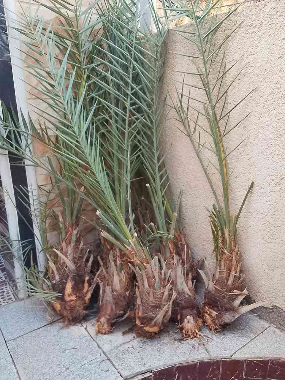 فسائل نخل • بريم • للبيع