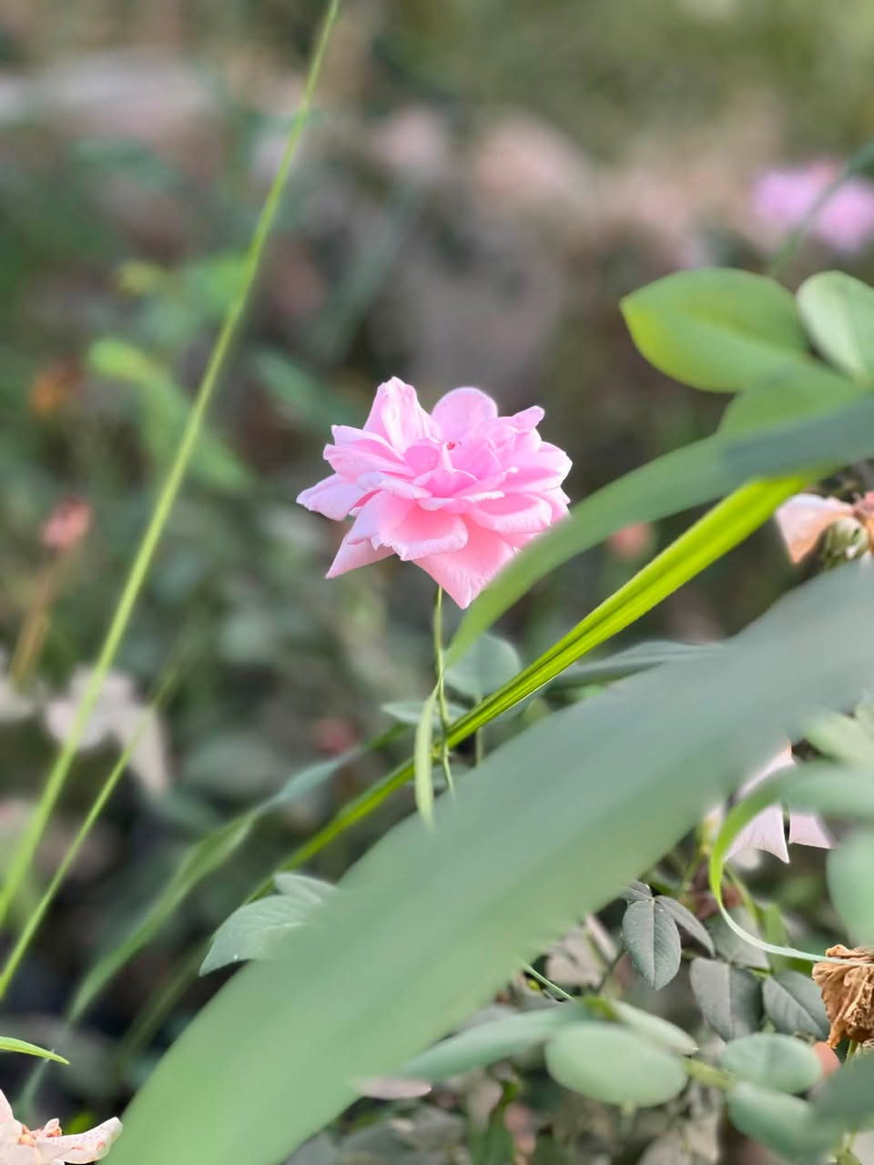 السلام عليكم 
متوفر ورد جوري عراقي 🌺🌸 الارتفاع (50سم) فما فوق 
يتوفر توصيل داخل شهربان 
سعر الشتله (2500) والتوصيل مجاني 
(الكمية محدودة) 
***********
