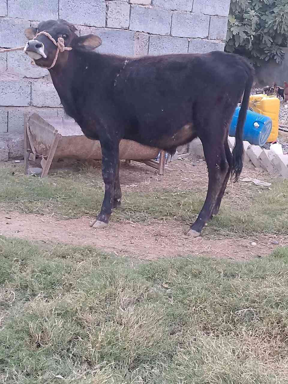 حولي • جنس اصلي • قابل آجل