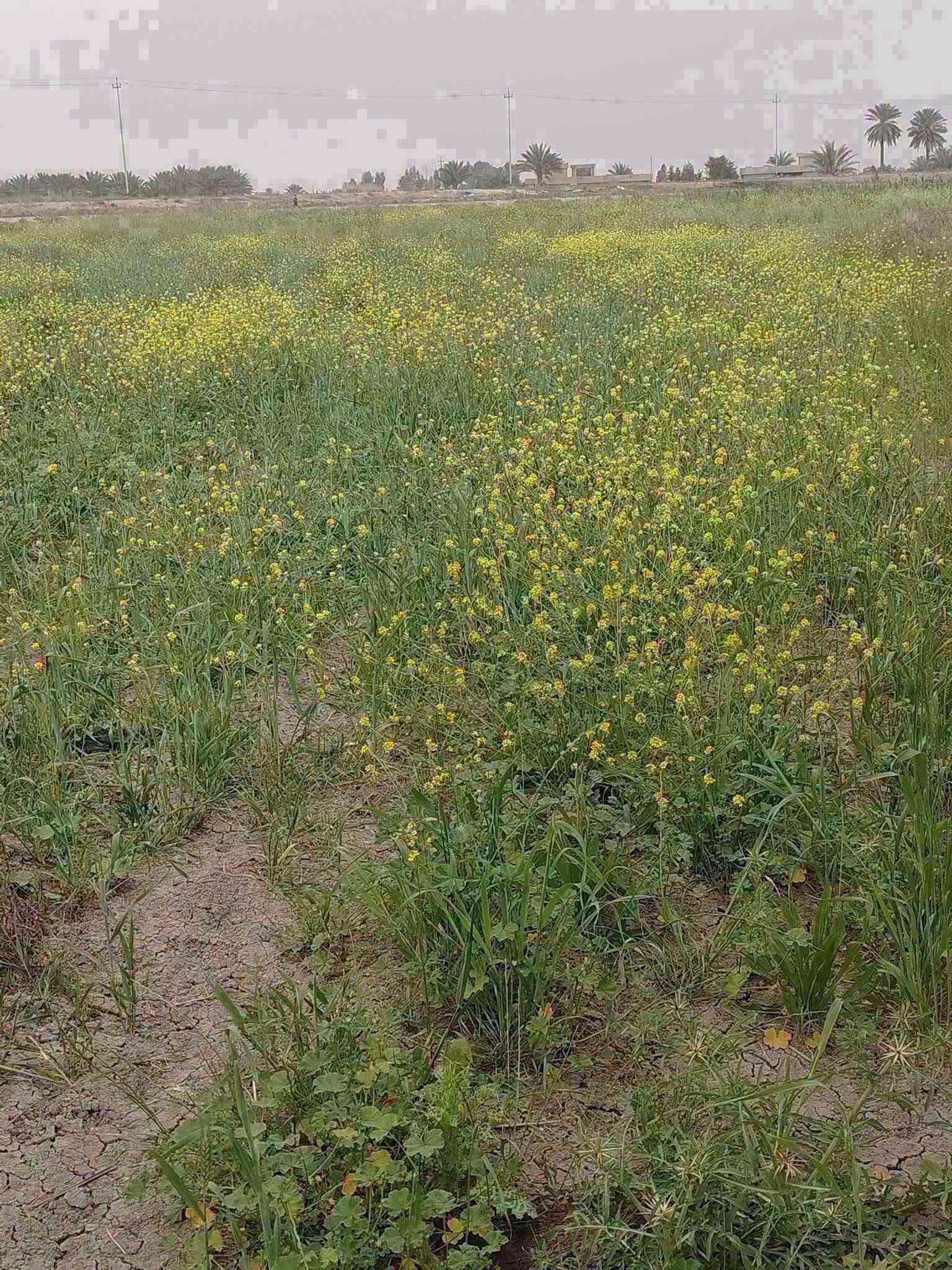 السلام عليكم عرض اليوم 14دونم 
 سعرالدونم 9وبي مجال طابو سند 25 حق التصرف ثاني فتح بيان مباشر بأسم المشتري تبعد عن  كيلوين مرتبه ويمهه صب اروائي وكهرباء فوكاهه  يرهم ستثمار سعر مناسب 
جميع الخدمات متوفر موقع مميز المساحه 2500 متر 
تبعد 10 دقايق العنوان تاجي مقابيل سبع البور بمنطقة الشيخ تحديدن العيساويه والله يشهد محد ينطيك 
بهيج سعر او يبيعلك (الاستفسار ***********واتساب

نص مكتوب في الصور:
- TECNO POVA
