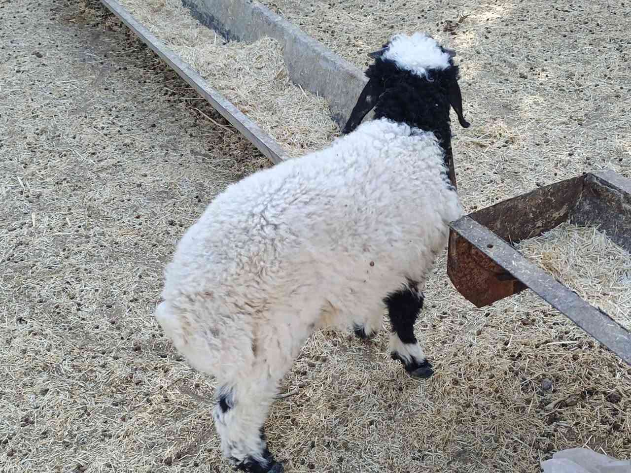 يوجدطلي مال السنةالعنوان
بيجي الحي العصري ***********
***********
