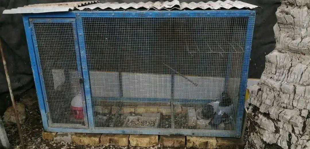 قفص حديد ثقيل  شغل درجة اولى .. سيم بي ار سي فتحات ناعم قوي جدا .. برغي مو لحيم .. قياس ارتفاع متر . وعرض( متر و٦٠) (  ونزال ٥٥)  .... ب50 وبي مجال مكاني حلة / سياحي ***********  \ ***********
