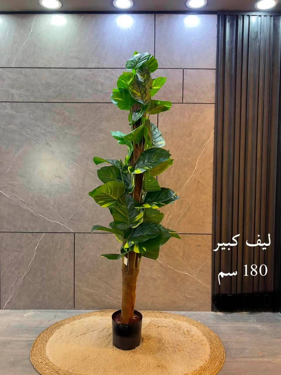 ☘️ لأن الذوق ينعكس في التفاصيل…
وفرنا لكم أجمل النباتات الصناعية بتصاميم واقعية تضيف لمسة فخامة للمنازل، المكاتب، الكافيهات، والمحلات

📍 متوفر لدينا عدة موديلات وأحجام.
📩 للاستفسار والأسعار، راسلنا على الخاص أو زوروا معرض النرجس للأصباغ والديكورات والإنارة الحديثة. 

لا تترددوا بالتواصل معنا، فريقنا جاهز لمساعدتكم واختيار النبات المناسب لديكور منزلكم أو مشروعكم.
📞 للاتصال: ***********
