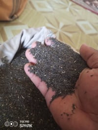 بذور خس • الفجر • درجة أولى