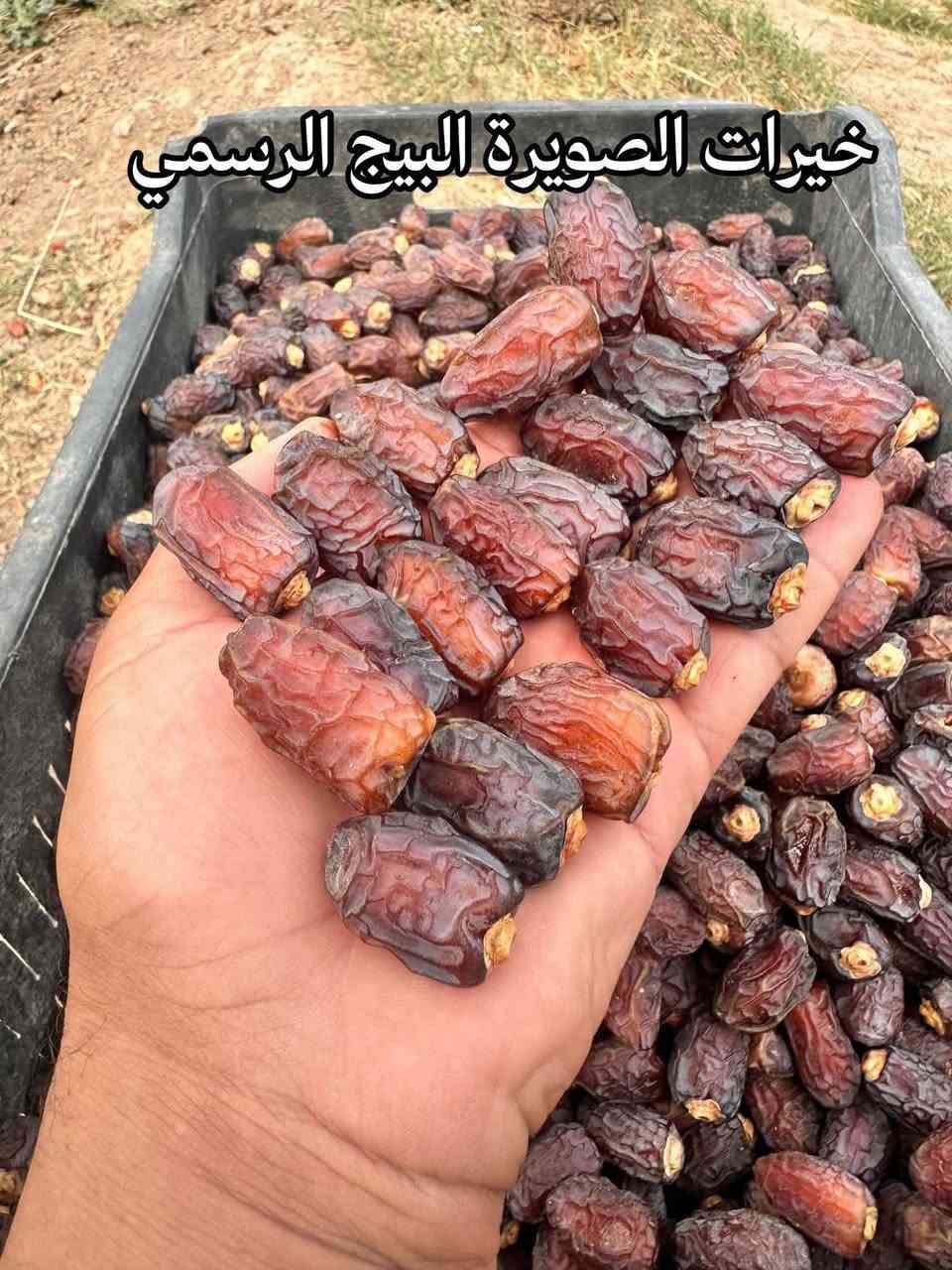 تمر بريم • درجة أولى • خيرات الصويرة