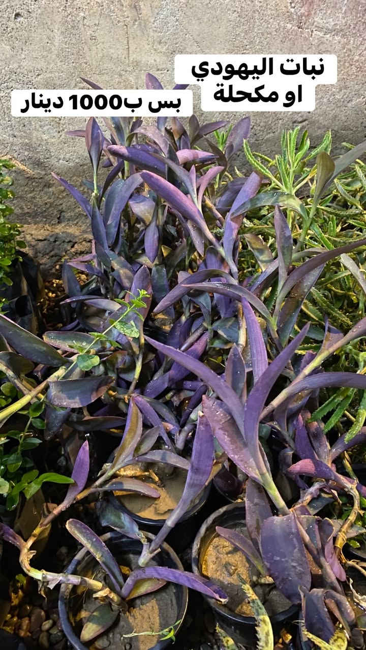 🌿💙 أهلاً وسهلاً بكم في مشتـل دوميز 💙🌿
نورتونا ونورت صفحتنا 🌱✨

🔥 اليوم وفرنالكم نبتات أكثر ومن أنواع مختلفة!
🪴 أكثر من نوع وبسعر 1,000 دينار فقط 😍🔥

🌿 أسعار مميزة ومناسبة للجميع
💙 اختاروا النوع اللي يعجبكم وخلو البيت أحلى بالنباتات 🌱

🚚 التوصيل فقط بـ 1,000 دينار للمناطق التالية:

📍 حي سومر
📍 حي دوميز
📍 حي الانتصار
📍 يارمجة
📍 حي فلسطين
📍 حي الصحة

📲 للطلب والاستفسار:

💬 واتساب: ***********
📞 اتصال: ***********

🔥 الكمية محدودة والطلب حسب التوفر 🔥

🌿💙 مشتل دوميز — نباتات أكثر، جمال أكثر، وبأسعار تناسبكم 💙🌿
