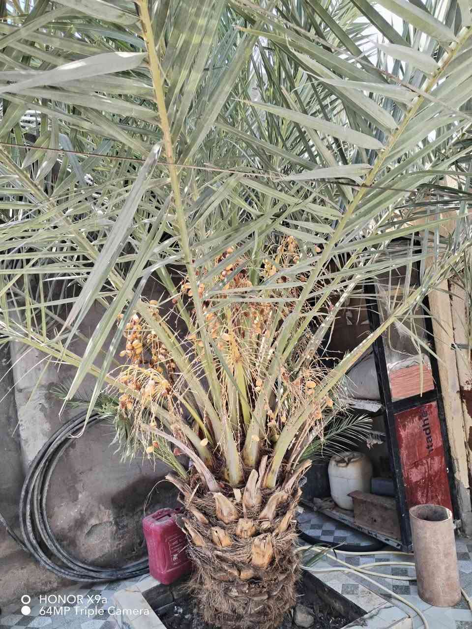 بيت زراعي للبيع مساحه 220 متر مكانه الفضليه حي العرب قرب حسينيه أصحاب الكساء يتكون من غرفتين وصالتين وديوانيه وصحيات داخليه وخارجيه وساحه جبيره السعر 48 وبي مجال للاستفسار ***********

نص مكتوب في الصور:
- HONOR X9a 64MP Triple Camera
- HONOR X9a
- 64MP Triple Camera
- O HONOR X9a