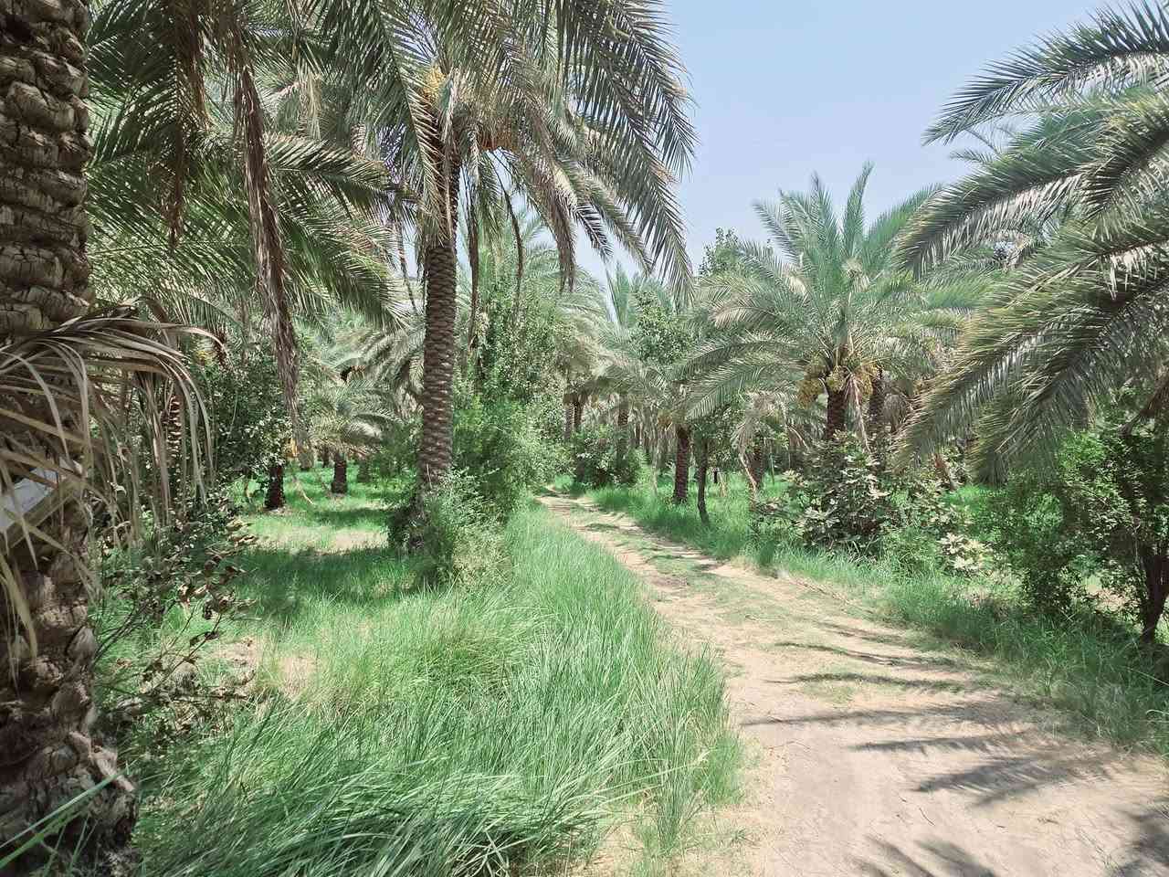 يالله أللهم صل على محمد وآل محمد) 

للبيع دونم طابو زراعي سند 25 تحويل سهم 

تتوفر كافة الخدمات مي سقي مي أساله كهرباء مولد 

يصلح سكن او ترفيهي حسب رغبة المشتري 

الواجهه 40 متر والباقي نزال 

العنوان كربلاء شارع الابراهيمية منطقة الدخانية 

مقابل قناه كربلاء وتنزل صاير خلف مخازن العتبة 

يبعد عن شارع الابراهيمية 800 متر تقريبأ 

وعن مركز المدينة 9 كيلو 

#السعر   280 مليون مع المجال للجاد بالشراء 

للأستفسار اكثر اتصلوا بالارقام التالية 

(  ***********  )(  ***********  )
 
ابو فاطمة  )(  او مراجعة  مكتب النافعي للعقارات كربلاء 

النافعي للعقار النافعي للعقارات -كربلاء 
عنوان المكتب شارع الحسينية قرب جسر الابراهيمية 
مقابل شارع عون عل سايد الخدمي بساتين كربلاء @إشارة
