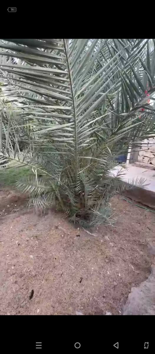 نخلات ٣ • النجف • زهديات
