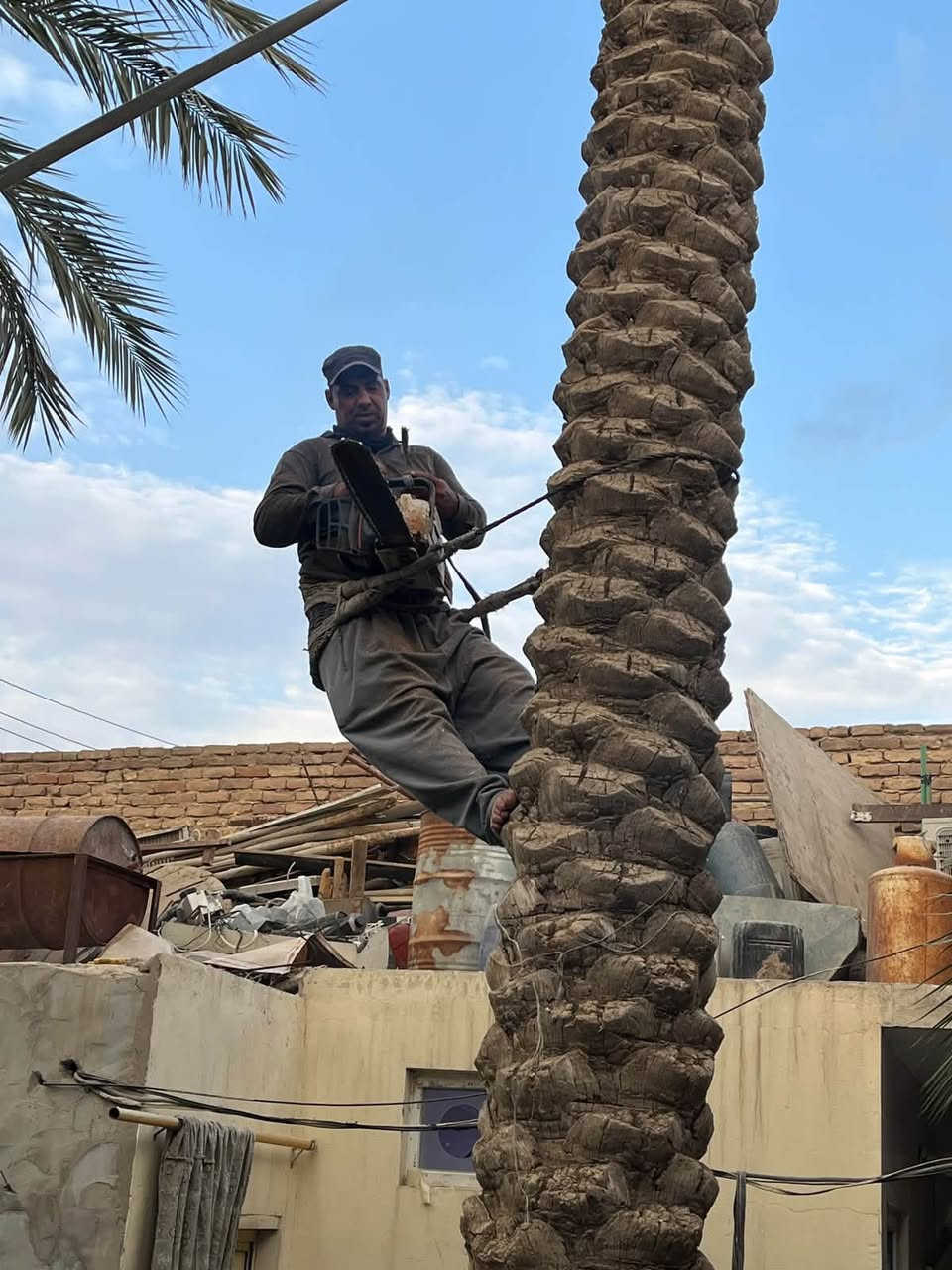 تقليم نخيل • تقليم أشجار • كربلاء